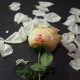 Speaking Flower Printer Speaking Flower Printer