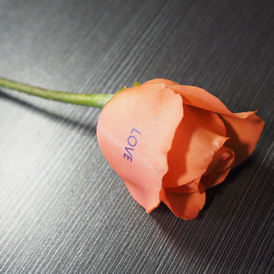 Rose Flower Printer Rose Flower Printer