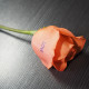 Rose Flower Printer Rose Flower Printer